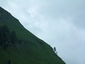  Wie kommt der Baum dorthin?