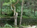Bäume am Wasser
